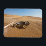 Wüsten | Namaqua Chameleon in der Wüste Magnet<br><div class="desc">Dieses phantastische Getty Images Foto verfügt über einen Namaqua Chameleon in der Wüste.</div>