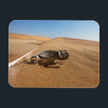 Wüsten | Namaqua Chameleon in der Wüste Magnet<br><div class="desc">Dieses phantastische Getty Images Foto verfügt über einen Namaqua Chameleon in der Wüste.</div>