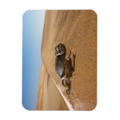 Wüsten | Namaqua Chameleon in der Wüste Magnet (Vertikal)