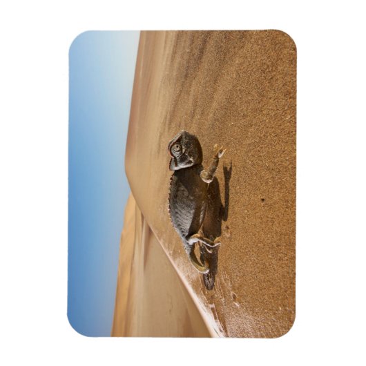 Wüsten | Namaqua Chameleon in der Wüste Magnet (Vertikal)
