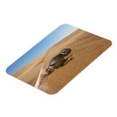 Wüsten | Namaqua Chameleon in der Wüste Magnet (Linke Seite)