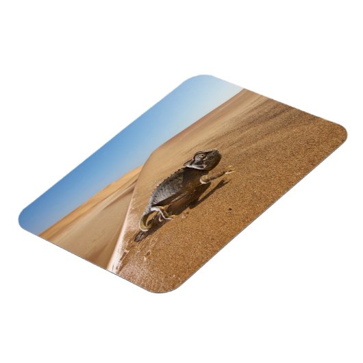 Wüsten | Namaqua Chameleon in der Wüste Magnet (Linke Seite)