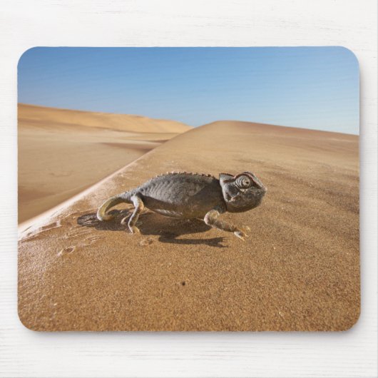 Wüsten | Namaqua Chameleon in der Wüste Mousepad (Vorne)