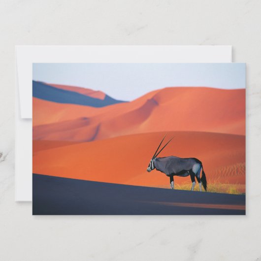 Wüsten | Namib Desert Oryx Dankeskarte (Vorderseite)