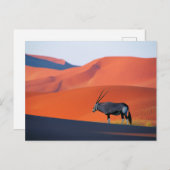 Wüsten | Namib Desert Oryx Postkarte (Vorne/Hinten)