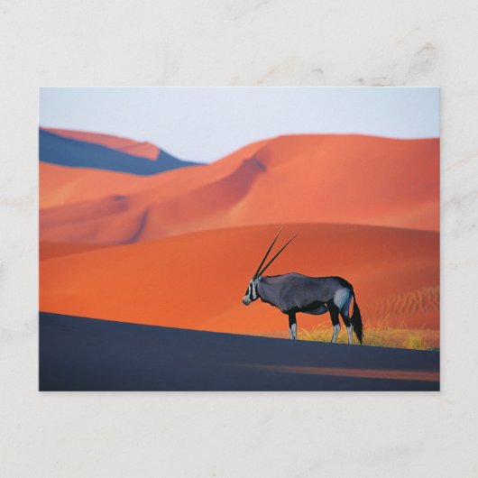 Wüsten | Namib Desert Oryx Postkarte (Vorderseite)
