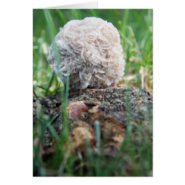 Wüsten-Rose 134 der Stein-| (Vorne)