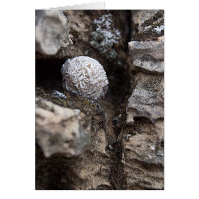 Wüsten-Rose 136 der Stein-| (Vorne)