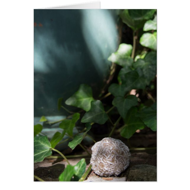 Wüsten-Rose 145 der Stein-| (Vorne)