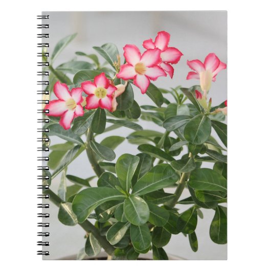 Wüsten-Rosen-Blumen-Pflanze Notizblock (Vorderseite)