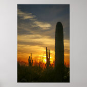 Wüstenabende Poster (Vorne)