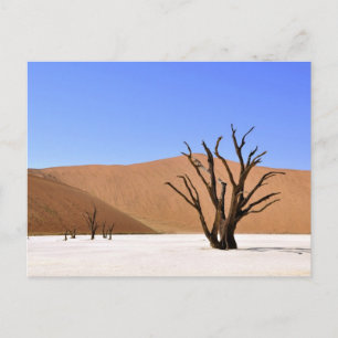 Wüstenbaume Postkarte