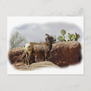 Wüstenbergschaf Postkarte