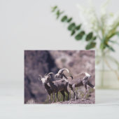 Wüstenbighorn-Schafe (kleine Gruppe) Postkarte (Stehend Vorderseite)