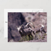 Wüstenbighorn-Schafe (kleine Gruppe) Postkarte (Vorne/Hinten)