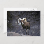 Wüstenbighornschaf (Adult-Widder) Postkarte (Vorne/Hinten)
