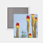 Wüstenblüte, außerhalb von Phoenix, Arizona, USA, Magnet (Vorderseite/Rückseite)