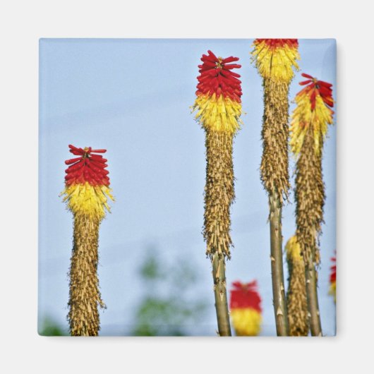 Wüstenblüte, außerhalb von Phoenix, Arizona, USA, Magnet (Vorne)