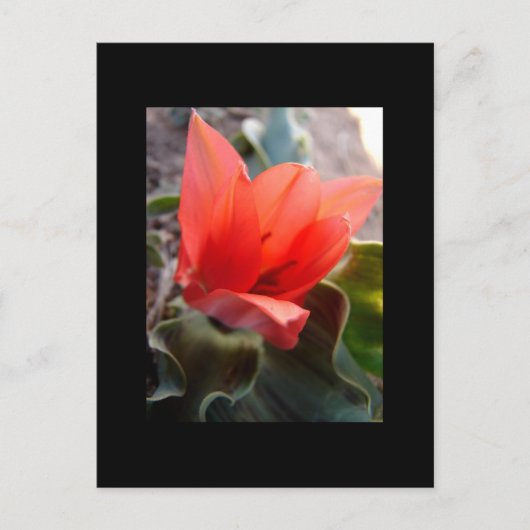 Wüstenblüte Postkarte (Vorderseite)