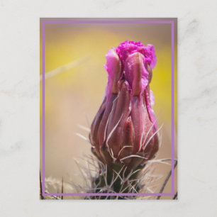 Wüstenblüte Postkarte