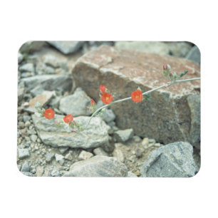 Wüstenblüten dekorative Foto-Magnete aus Western Magnet