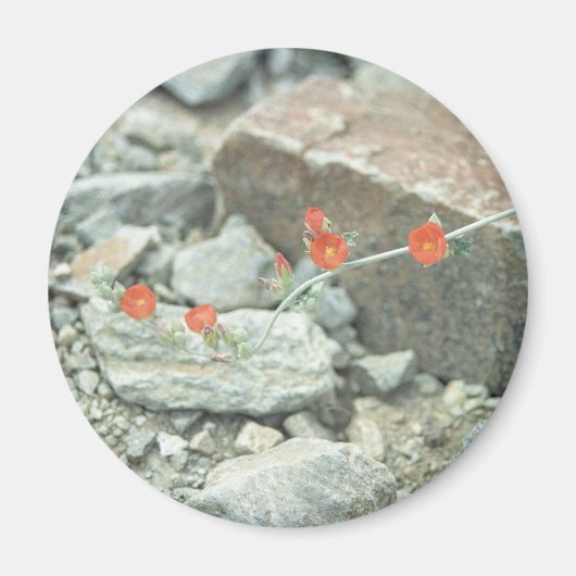 Wüstenblüten dekorativer Kühlschrank Magnet (Vorne)