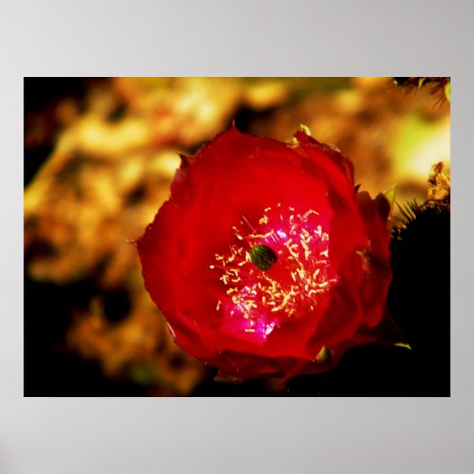 Wüstenblüten Poster (Vorne)