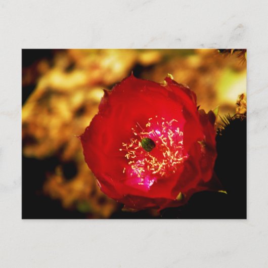 Wüstenblüten Postkarte (Vorderseite)