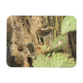 Wüsteneichhörnchen in Tucson Magnet (Horizontal)