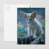 Wüstenfuchs, Fennek (Vulpes zerda) Postkarte (Vorne/Hinten)