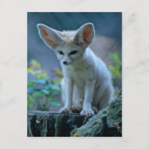 Wüstenfuchs, Fennek (Vulpes zerda) Postkarte