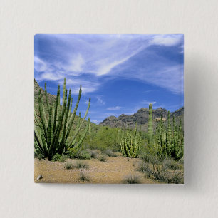 Wüstenkaktus im Organ Pipe National Monument, Button