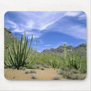 Wüstenkaktus im Organ Pipe National Monument, Mousepad
