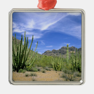 Wüstenkaktus im Organ Pipe National Monument, Ornament Aus Metall