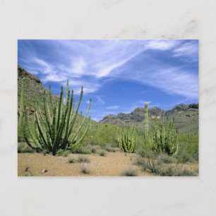 Wüstenkaktus im Organ Pipe National Monument, Postkarte