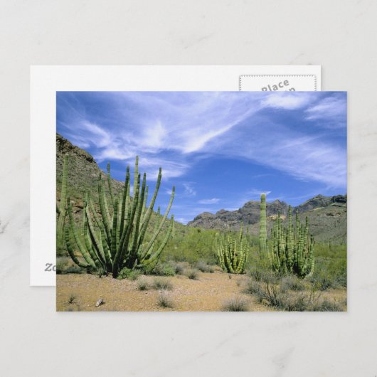 Wüstenkaktus im Orgelpfeifenmonument, Postkarte (Vorne/Hinten)