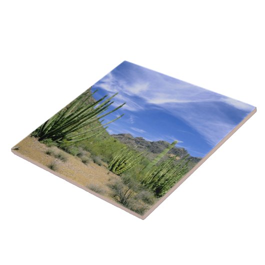 Wüstenkaktus im Orgelpipe National Monument, Fliese (Seite)