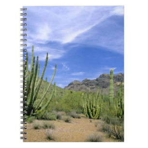 Wüstenkaktus im Orgelpipe National Monument, Notizblock