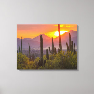 Wüstenkaktus Sonnenuntergang, Arizona Leinwanddruck