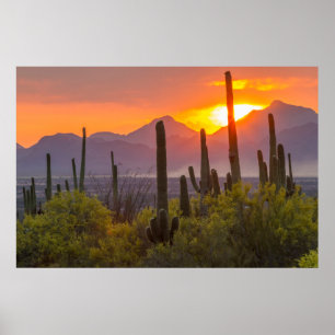 Wüstenkaktus Sonnenuntergang, Arizona Poster