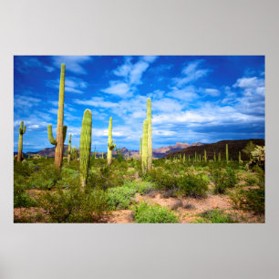 Wüstenkaktuslandschaft, Arizona Poster