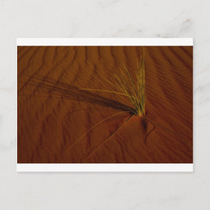 Wüstenleben Postkarte