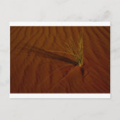 Wüstenleben Postkarte (Vorderseite)