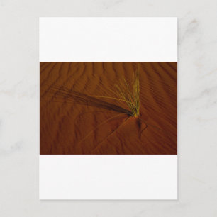 Wüstenleben Postkarte