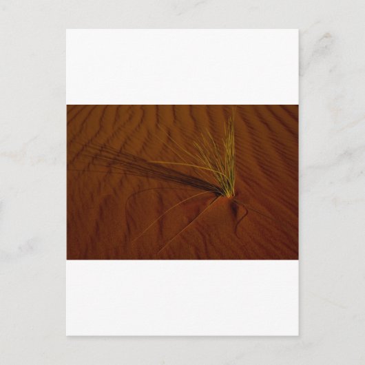 Wüstenleben Postkarte (Vorderseite)