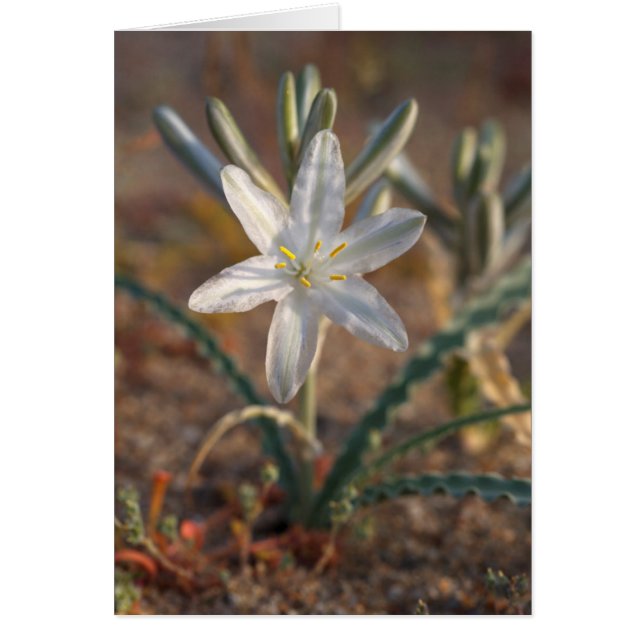 Wüstenlilie Wildblumen (Vorne)