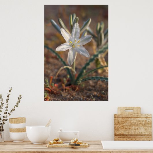 Wüstenlilie Wildblumen Poster (Küche)