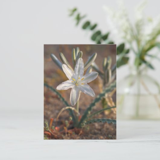 Wüstenlilie Wildblumen Postkarte (Stehend Vorderseite)