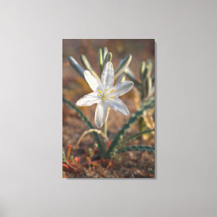 Wüstenlilien-Wildblumen Leinwanddruck