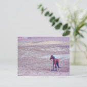 Wüstenpferd P8640 Postkarte (Stehend Vorderseite)